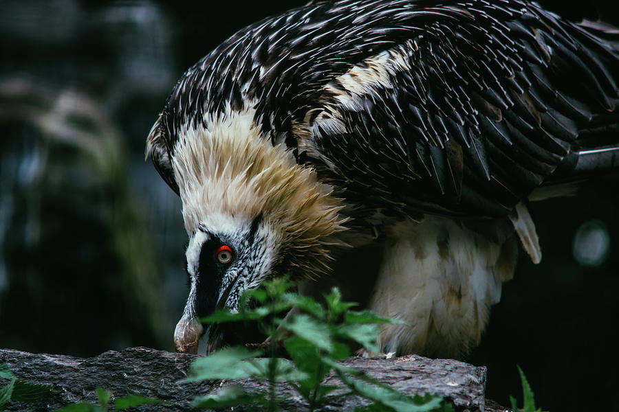 Bearded Vulture Photograph by Pati Photography