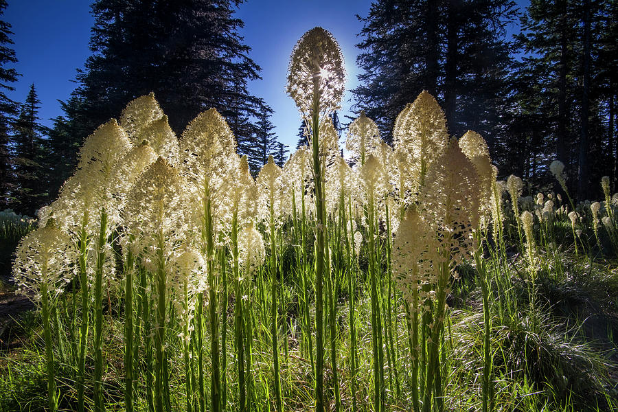 Beargrass in Bloom Photograph by Mark Kiver