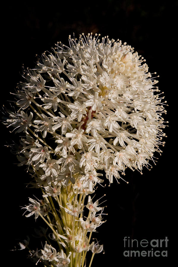Beargrass Torch Photograph by Katie LaSalle-Lowery