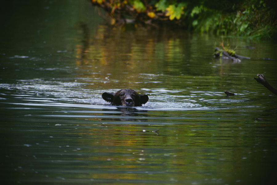 Bearly Above Water Photograph by Ken Maher - Pixels