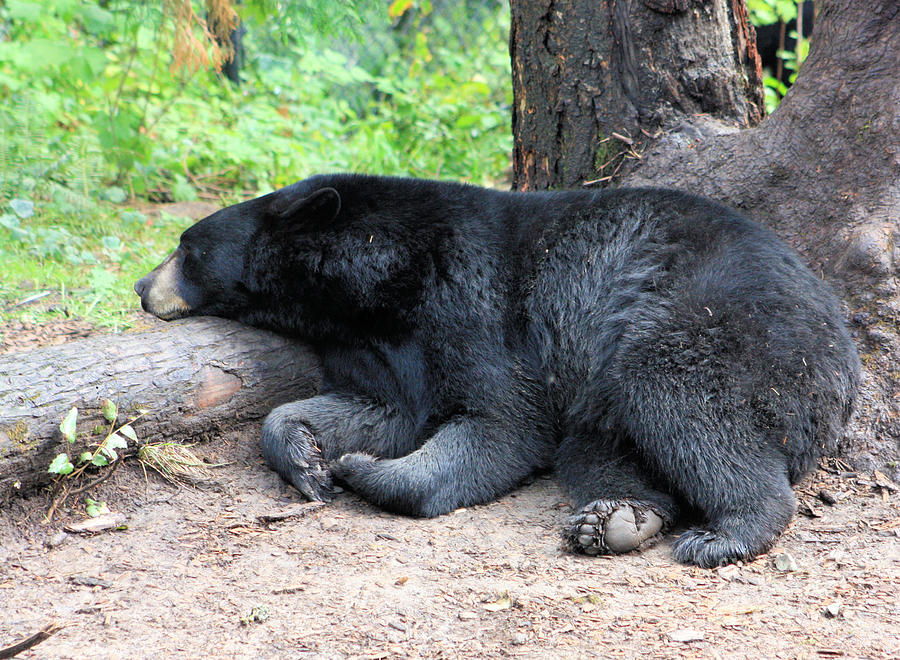 Bearly Awake Photograph by Nick Gustafson