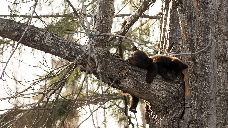 Bearly Hanging In There Photograph by Ian Johnson
