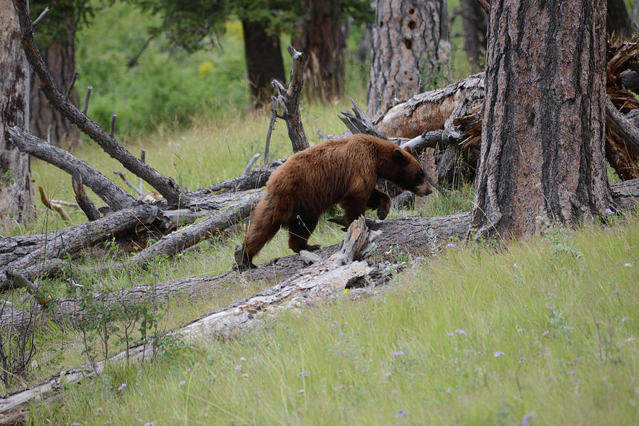 Bearly Making it Photograph by Whispering Peaks Photography
