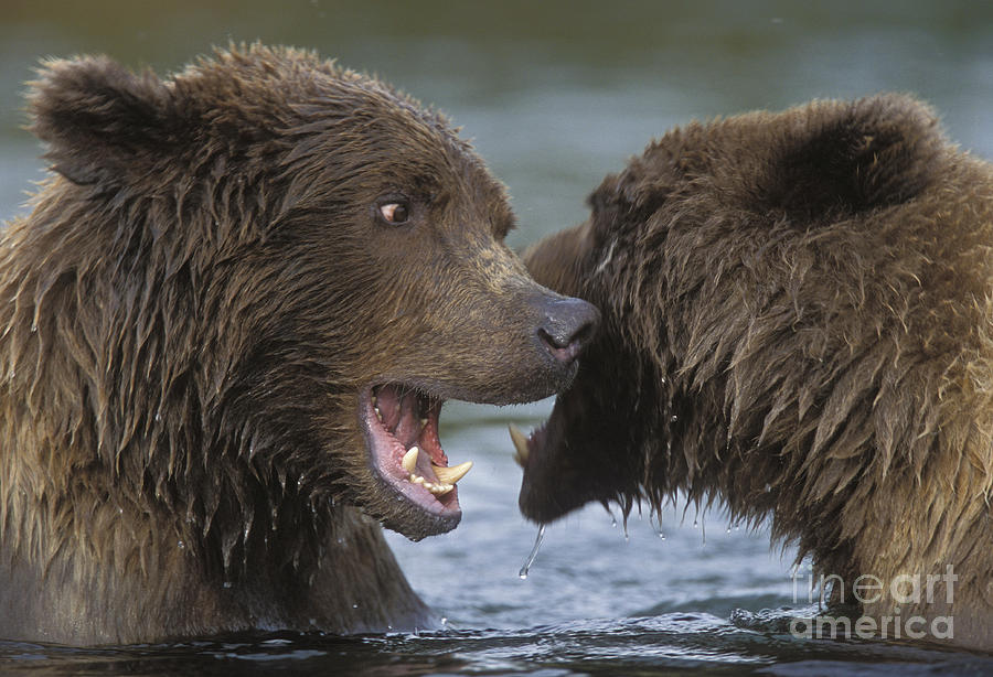 Play Photograph - Bears Playing in a River by Tim Grams