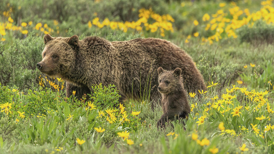 Bears Walking In Flowers Photograph by Yeates Photography