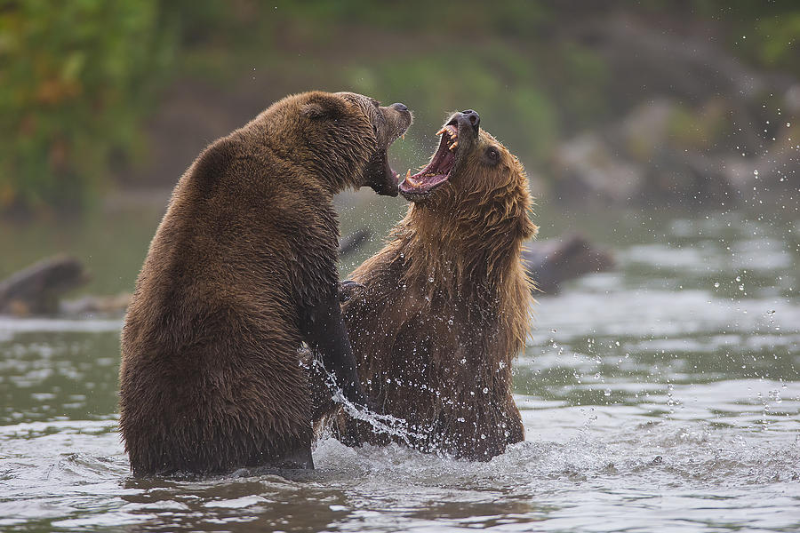 Bears War Photograph by Valerio Ferraro