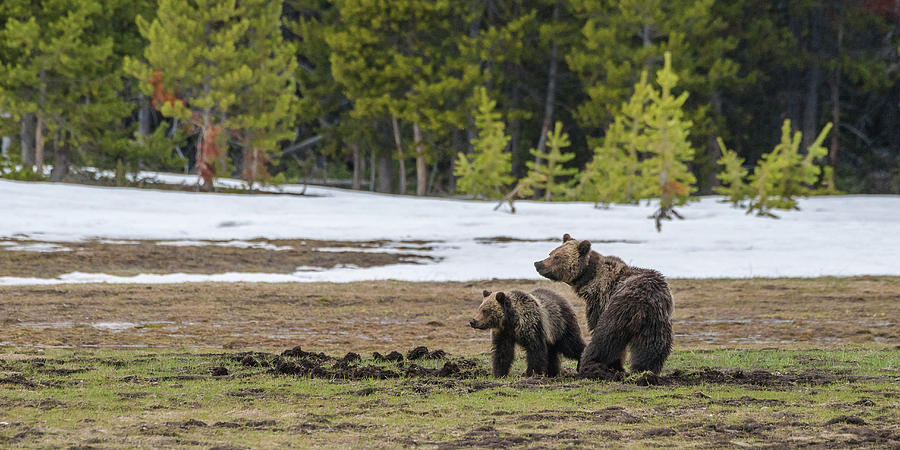 Bears Watching Us In Spring Photograph by Yeates Photography