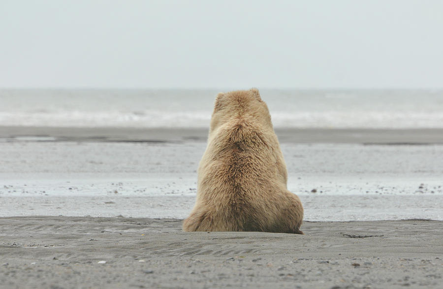 Bearscape Photograph by Fraida Gutovich