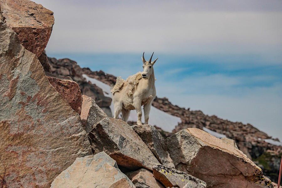 Beartooth Goats Photograph by April Doyal - Fine Art America