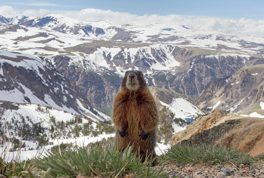 Mountain Photograph - Beartooth Marmot by Max Waugh