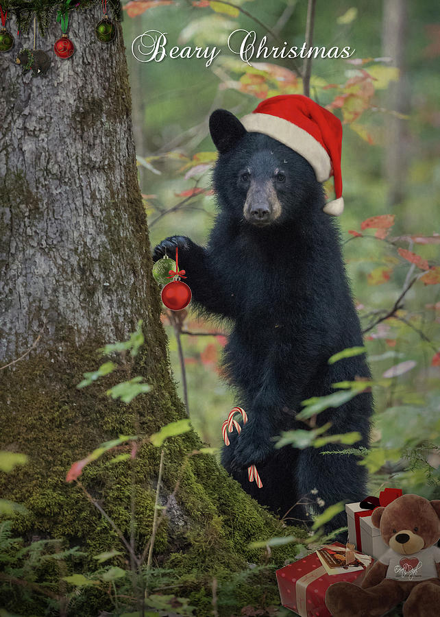 Beary Christmas Card Photograph by Everet Regal