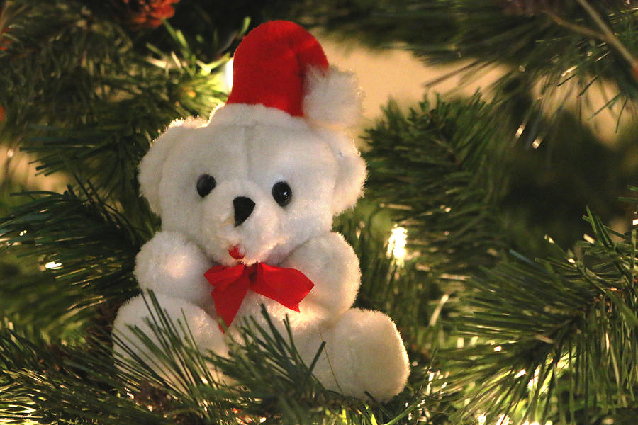 Beary Christmas Photograph by Living Color Photography Lorraine Lynch