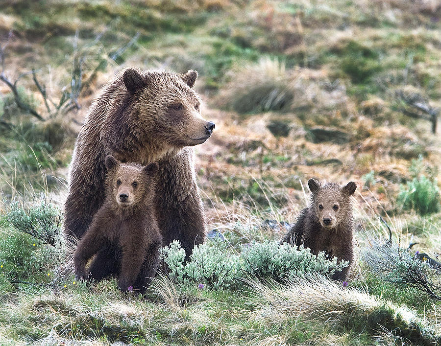 Beary Happy Family Photograph by Martha Moore