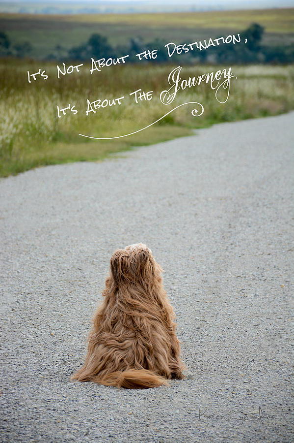 Dog Photograph - Beas Journey by Karen Lyn Adams