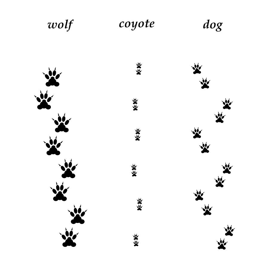 Как ходит собака следы
