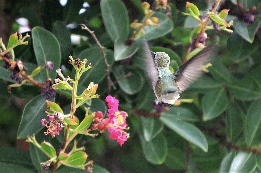 Beating Wings - Hummingbird Photograph by Kim Bemis