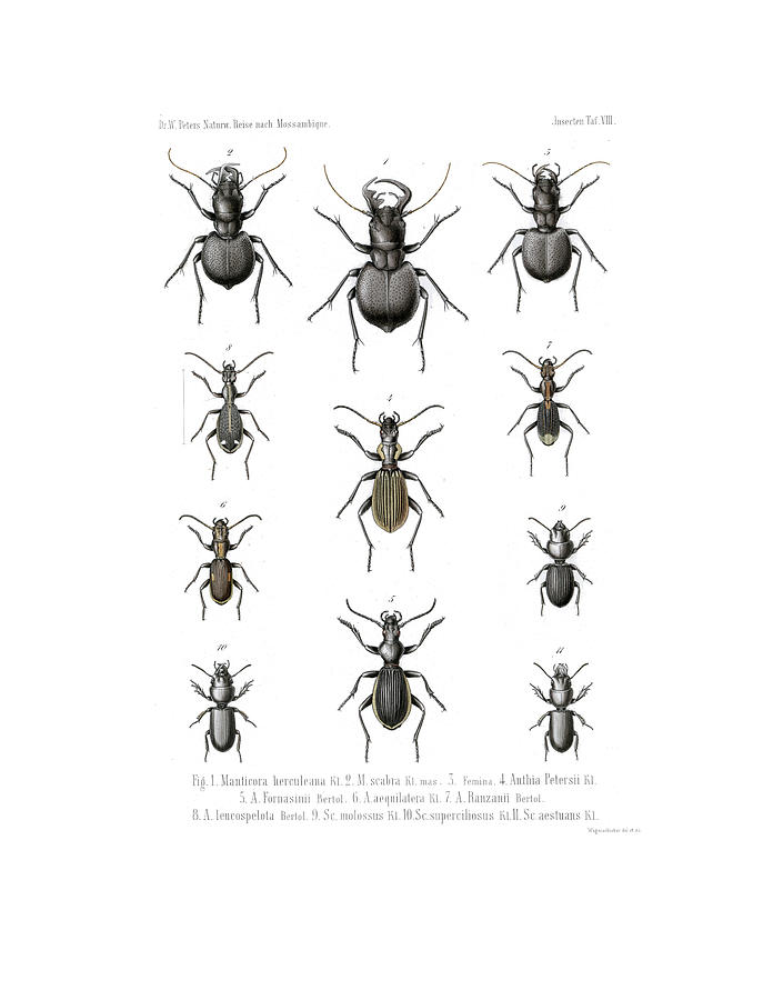 Beetles of Southern Africa #1 Drawing by W Wagenschieber