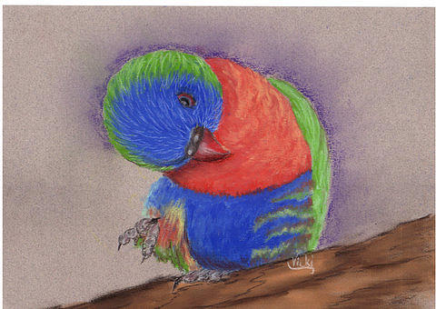 Beau the lorikeet. Pastel by Vicki Thompson Beau the lorikeet. Pastel by Vicki Thompson