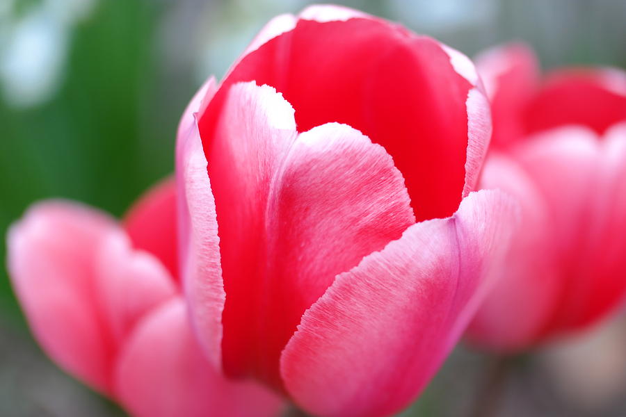 Beautful Tulip Photograph by Jeff Swan