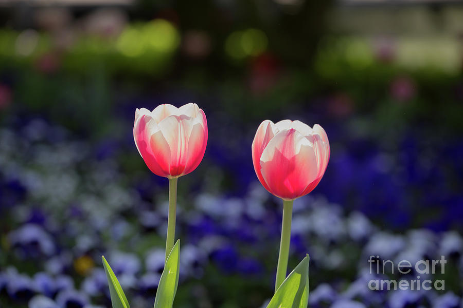 Tulip Photograph - Beauties in Backlight by Eva Lechner