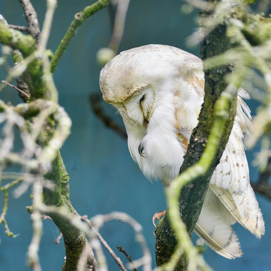 Owl Photograph - Beautiful adult barn owl in old petrified tree by Matthew Gibson