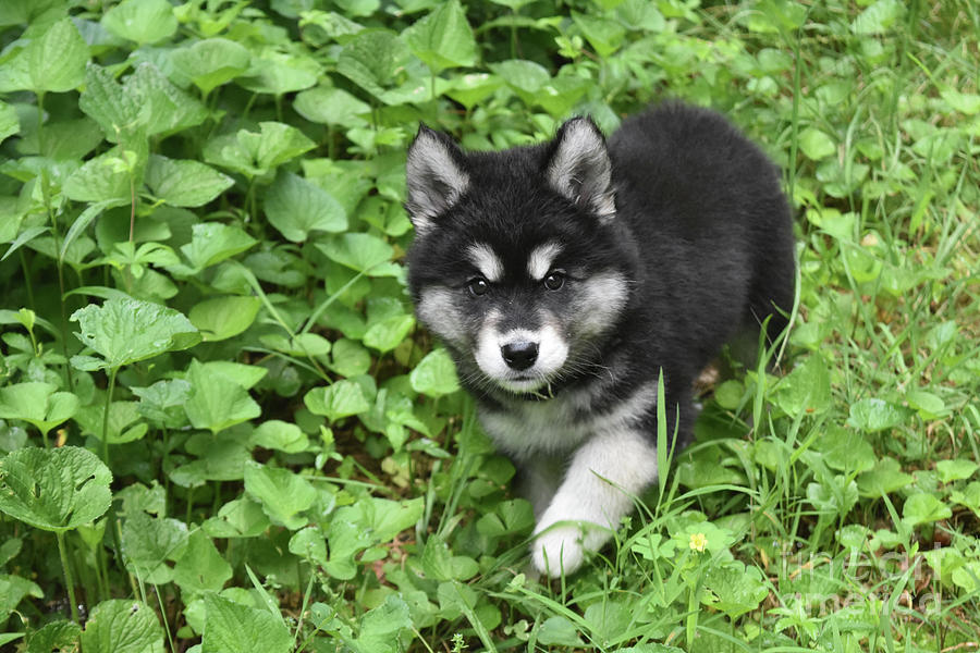 Beautiful Alusky Puppy Peaking out of Green Foliage Photograph by DejaVu Designs