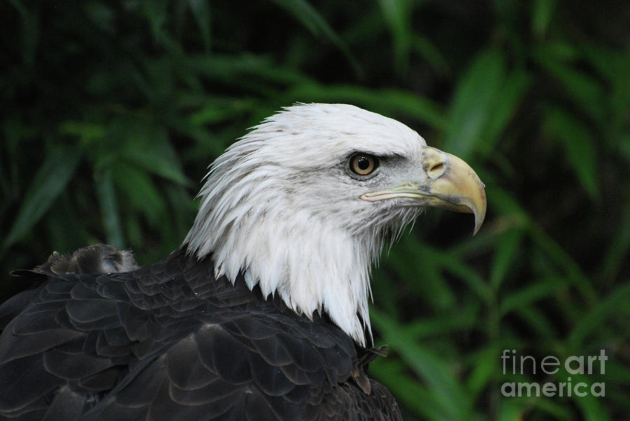 Beautiful American Bald Eagle Photograph by DejaVu Designs