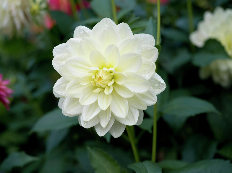 Beautiful And Fresh Dahlias In The Butchrt Gardens,vancouver Island 3 