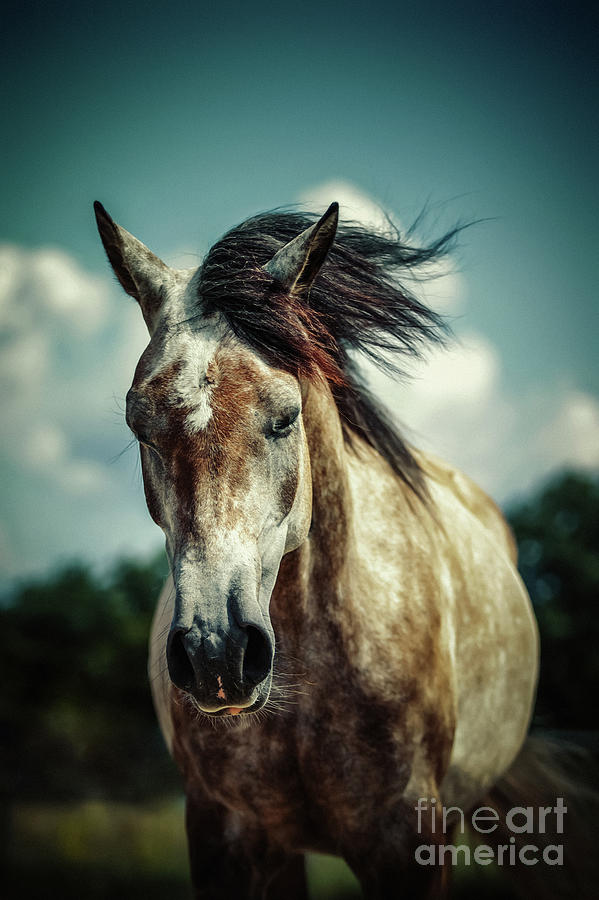 Beautiful and Lonely Horse Photograph by Dimitar Hristov