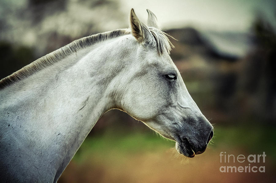 Equine portrait White horse head Photograph by Dimitar Hristov