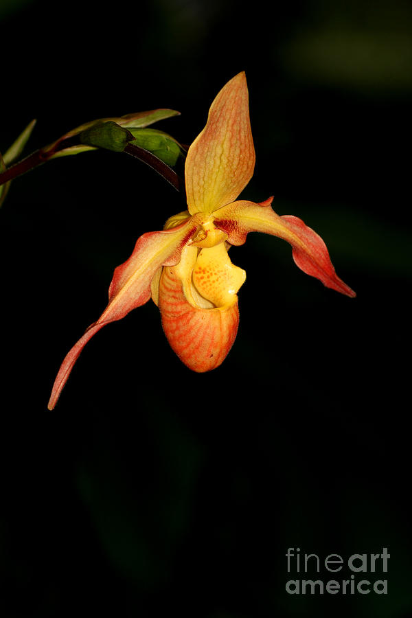 Beautiful and rare Ladys Slipper Orchid Photograph by Mircea Costina Photography