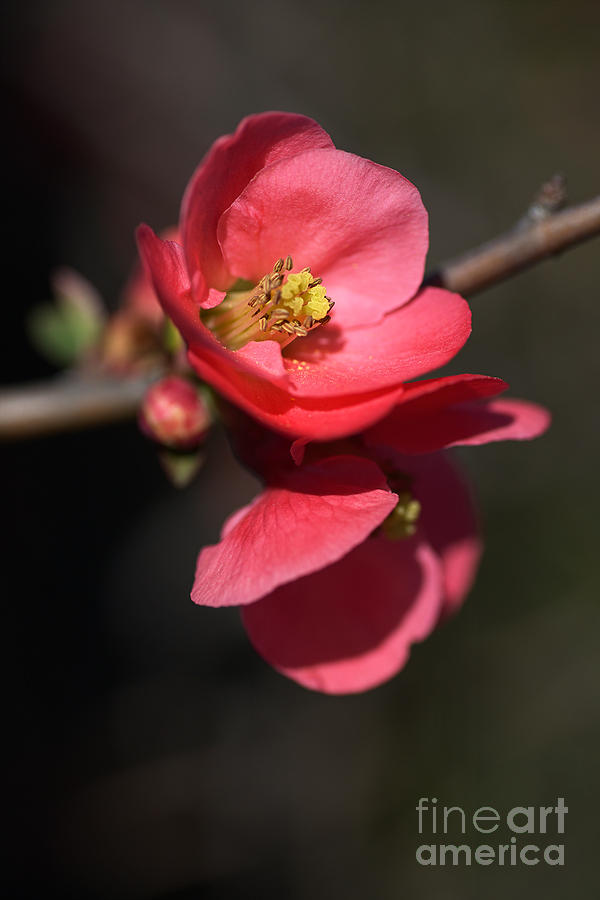 Beautiful And Rich Flowering Quince Photograph by Joy Watson