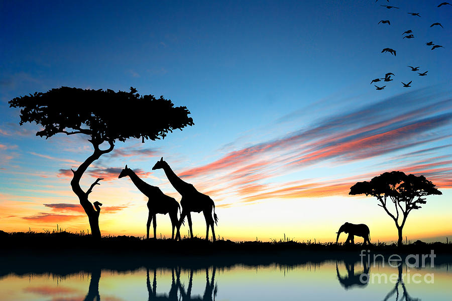 Beautiful  Animals In Safari Photograph by Boon Mee