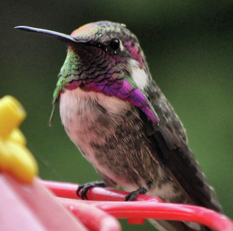 Beautiful Annas Hummingbird On Perch Photograph by Jay Milo
