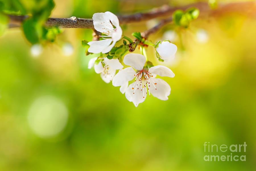 Beautiful apple tree blooming Photograph by Anna Om
