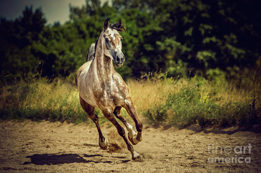 Beautiful arabian horse Photograph by Dimitar Hristov