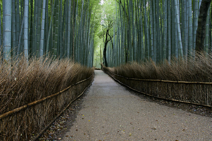 Beautiful Arashiyama Bamboo Grove Photograph by Brian Kamprath - Pixels