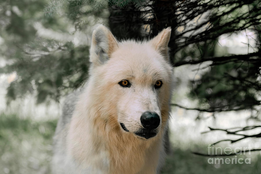 Beautiful Arctic Wolf Portrait Photograph by Sam Rino