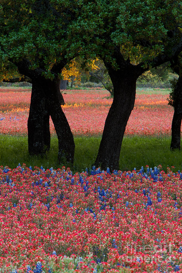 Tree Photograph - Beautiful arrangement of bright red Paintbrush and Bluebonnets a by Dan Herron