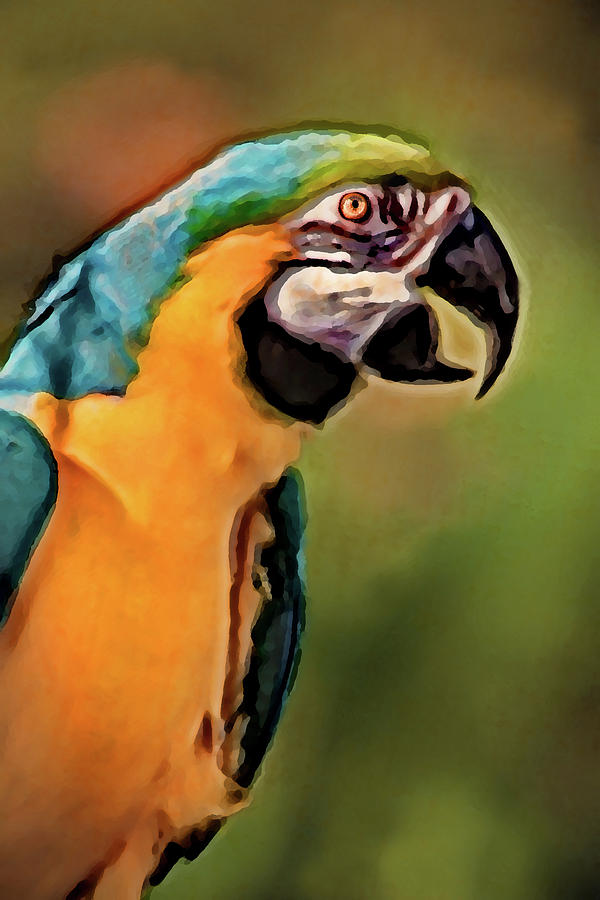 Beautiful Artistic Macaw Digital Art by Don Johnson