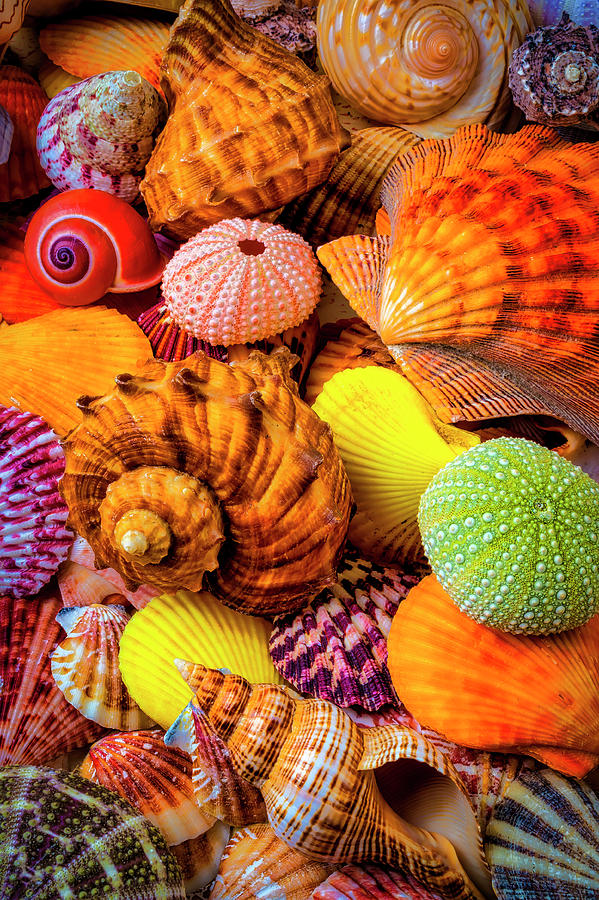 Beautiful Assortment Of Seashells Photograph by Garry Gay