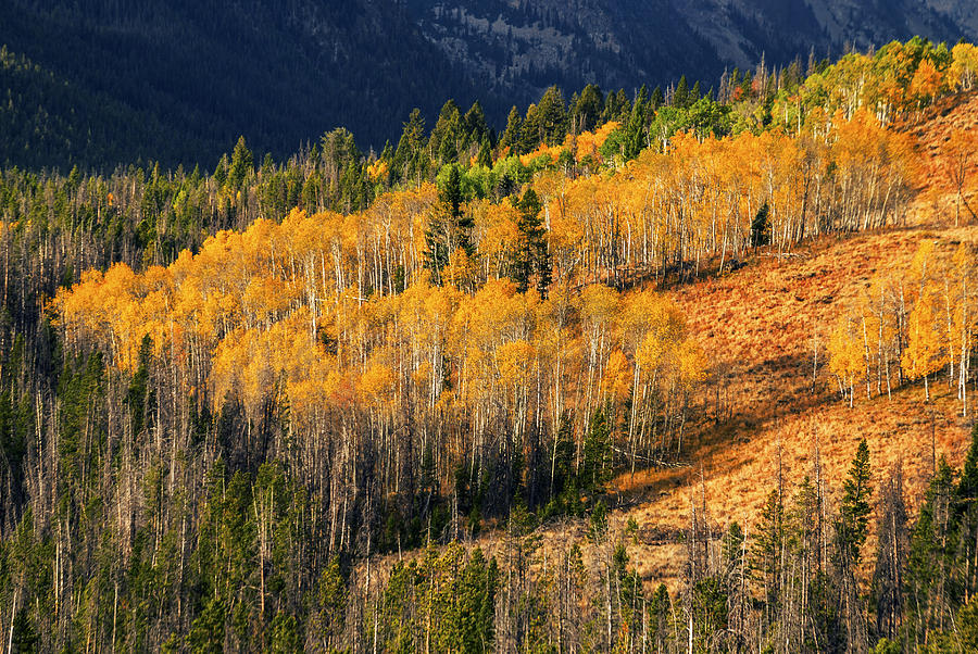 Beautiful autumn aspen trees creating sea of gold in Stanley Idaho USA Photograph by Vishwanath Bhat