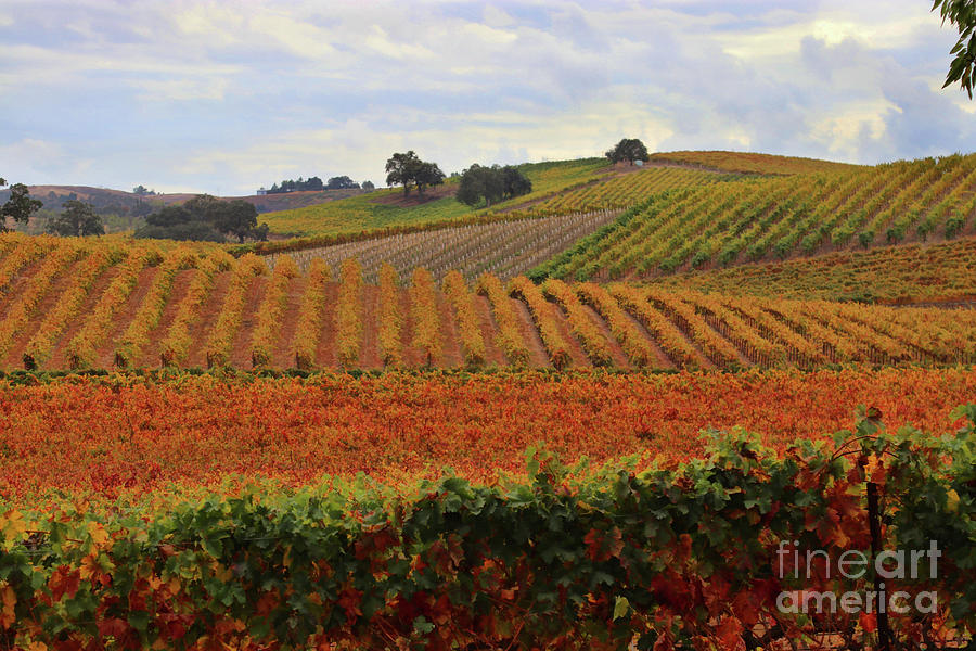 Beautiful Autumn Colored Fall Wine Vineyard Photograph by Stephanie Laird