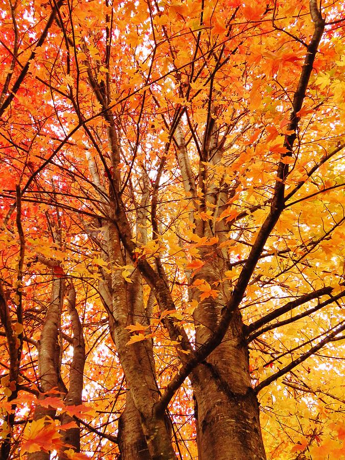 Tree Photograph - Beautiful Autumn by Lori Frisch