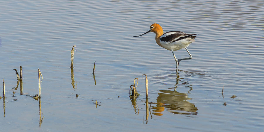 Beautiful Avocet Photograph by Yeates Photography