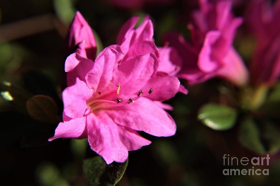 Beautiful Azalea Blossoms Photograph