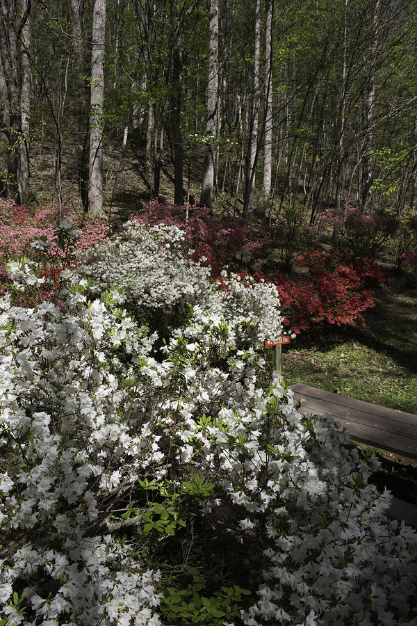 Beautiful Azaleas Blooming at Happy Hollow Gardens Photograph by Teresa ...