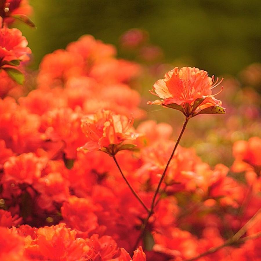 Flower Photograph - Beautiful Azalia #azalia #holland by Sungi Verhaar