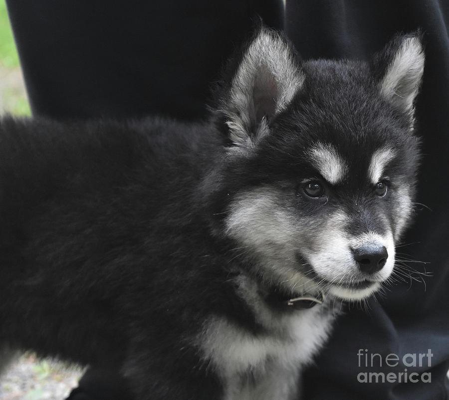 Beautiful Baby Alusky PUppy Dog with Black and White Markings Photograph by DejaVu Designs