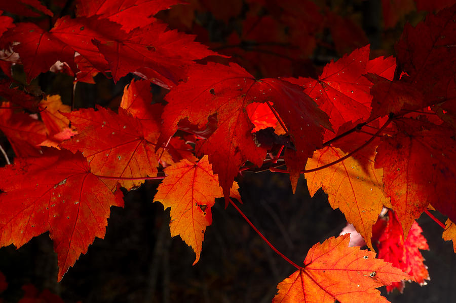 Beautiful Backlit Autumn Maple Leaves Photograph by Darrell Young